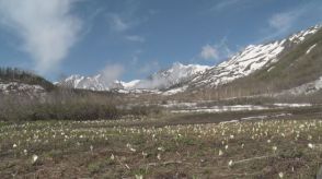 残雪とミズバショウ　小谷村の栂池自然園が開園　見頃は6月下旬まで【長野】