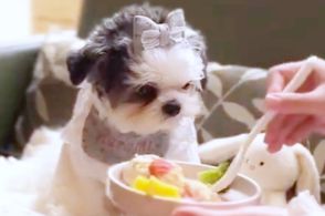 パックン！ 食べ方がかわいすぎる犬、スプーンからもぐもぐする動画に「何て良い子なの！」「ディズニープリンセスの仲間入り」と117万回再生