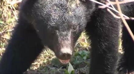 市の職員がクマに指をかまれ5針縫うけが・襲われた猟友会員を助けようとクマを木の棒で叩く