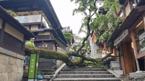京都・産寧坂の倒木は防げた？　「切ってもいいか」所有者過去に相談