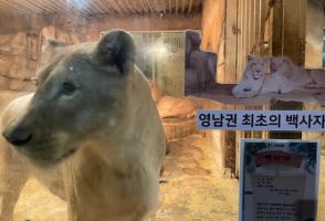 動物園のライオンは「物」…放置され餓死しても救助できない＝韓国