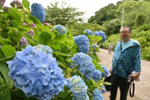 下田・あじさい祭が開幕　青や紫の花々、初夏の到来告げる