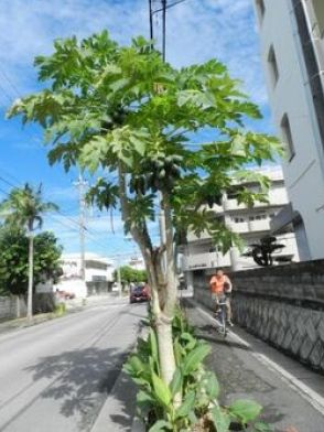 「今年は豊作」「他では見かけない」 街路樹に育ったパパイア、実が鈴なり70個以上　沖縄・石垣市