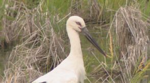 繁殖例ない愛知へ…一度絶滅し野生復帰目指す『コウノトリ』が西尾市に飛来 茨城で生まれた1歳メスと判明