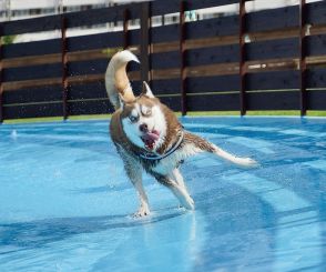 「怖…楽しそうな顔してるねぇ」プールで走り回るハスキー犬がすごい躍動感…ちょっと怖い表情はいつものことか聞いた