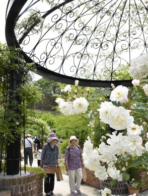 英国庭園に香るバラ　プリンス・ウィリアムズ・パークでフラワーフェス