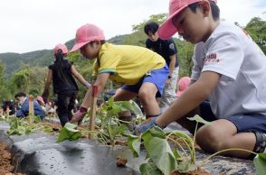 秋の収穫へ「大きくな～れ」　50人、サツマイモ苗植えに挑戦　鹿児島県・龍郷町子ども農業体験