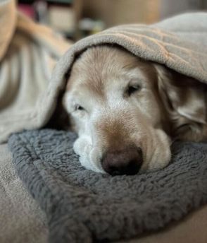 飼い主さんとの日課である“おやすみ前のタッチ”をしなくなった犬　理由がかわいすぎた！