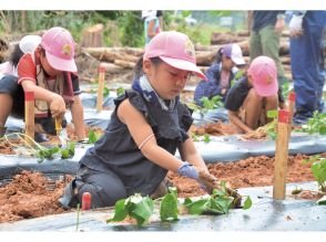 地産地消を意識しよう　龍郷町で子ども農業体験