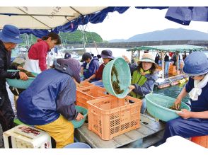 養殖モズク、地域の特産品に　個人で引き継ぎ再起、宇検村