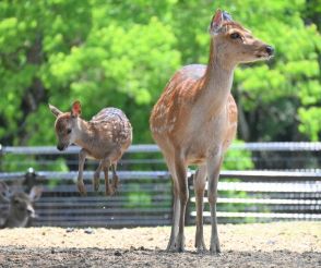 元気にジャンプ!　今春生まれた子鹿、一般公開　奈良公園・鹿苑