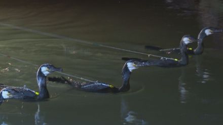 水郷・大洲の風物詩　肱川の「うかい」が開幕【愛媛】