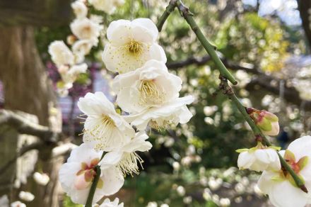 枝垂れ梅を愛でる！　湘南、鎌倉寺巡り散歩のススメ