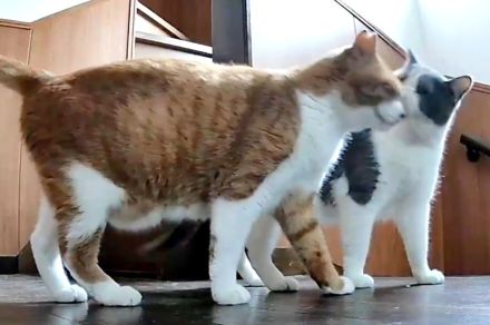 チューしないと通さないニャン！ 兄猫を待ち伏せする弟猫、激しいキスシーンが2.8万「いいね」