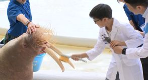 子どもたちがセイウチの歯磨きに挑戦　6月4日から「歯と口の健康週間」／兵庫県