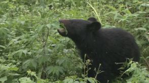 クマに襲われる　74歳男性が顔面、太ももにけが　農道を散歩中に…クマは体長１ｍ程度　住民に注意呼びかけ