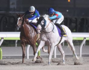 【東京ダービー】３歳ダート３冠２戦目の枠順確定、羽田盃２着のアンモシエラは４枠７番