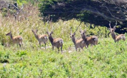 自衛隊基地整備でマゲシカに迫る危機とは…樹木伐採で生息域縮減「奈良公園並みの密度に」　餌足りず冬場に大量死の恐れ、専門家が指摘