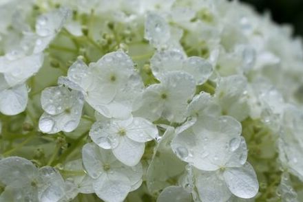 6月の庭に迎えたい 梅雨シーズンに美しく咲く花＜厳選4つ＞青い紫陽花以外で探してみました！