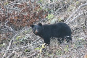 クマ１頭、早朝ランニング中に目撃　島根・江の川堤防　江津市役所から東に１キロ