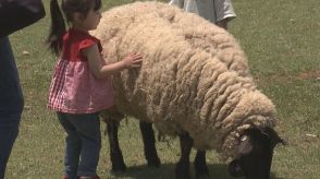 「フワフワで毛布みたい…」『牧歌の里』で羊の毛刈り　6月23日まで週末に開催　岐阜・郡上市