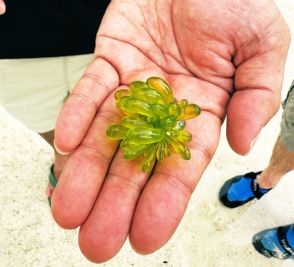 宝石のように透き通る「マガタマモ」とは……？　石垣島の海岸で見つけた美しい海藻に「イヤリングにしたい」とうっとり