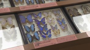 世界中から集めたチョウの標本を展示する企画展　姫路科学館／兵庫県