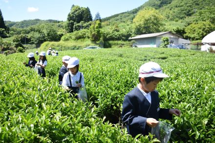 美味しいお茶について学ぶ　児童茶摘みなどを体験　今後は「お茶まつり」も／岡山・美作市