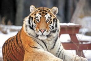 死んだシベリアトラの剥製、ヒグマの安楽死…「衝撃」ソウル動物園の本当の悩みは＝韓国