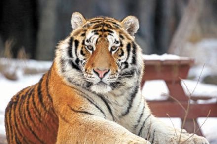 死んだシベリアトラの剥製、ヒグマの安楽死…「衝撃」ソウル動物園の本当の悩みは＝韓国