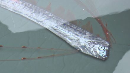 謎の深海魚「リュウグウノツカイ」生きた状態で捕まる　ほぼ完全に近い綺麗な個体