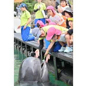 クジラもゴシゴシ　歯と口の健康週間、太地の博物館、和歌山