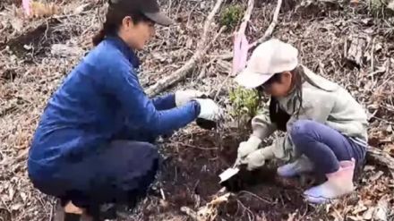 ひろしま「山の日」植林イベント　親子がドングリのなる木を植樹　広島・神石高原町