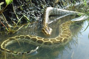 生態系脅かすビルマニシキヘビを一斉に捕獲…「フロリダ・ニシキヘビ・チャレンジ」の参加資格、賞金は？