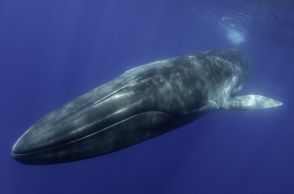 【商業捕鯨“復活”なるか？】ナガスクジラの対象拡大も、操業会社が抱える「時限爆弾」の実態