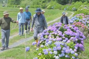 湖西「アジサイロード」　3000株開花始まる　6月中旬見頃