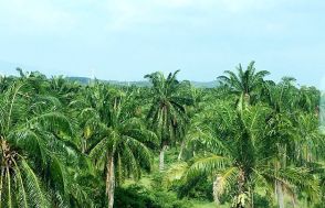 花王、持続可能なパーム油の調達へ取り組み　世界でも生産量最多の植物油を守るには