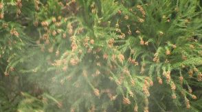 花粉発生量30年後”半減”へ!スギの人工林伐採や花粉少ない品種への植え替え加速化　森林・林業白書を閣議決定