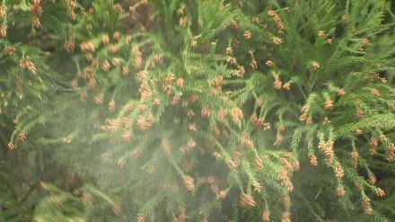 花粉発生量30年後”半減”へ!スギの人工林伐採や花粉少ない品種への植え替え加速化　森林・林業白書を閣議決定