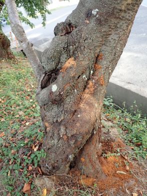桜に寄生し枯死させる「赤と黒の昆虫」の正体　関西で広がる被害に行政ピリピリ