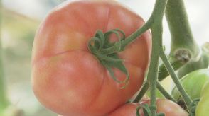 大洲で「エコラブトマト」の収穫ピーク【愛媛】