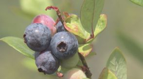 ほおばって「甘い」「楽しい」　園児が完熟ブルーベリーの摘み取り体験　16品種700本を栽培する観光農園で