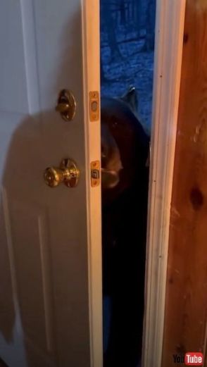 玄関にやってきたクマ、「自分でドアを閉めて」と言われると……？　ツッコミどころがありすぎる展開に「賢い！」「忠犬？」【米】