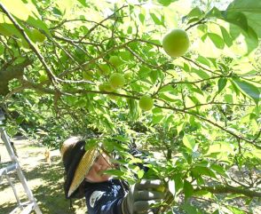 梅の実青々 岡山・後楽園で収穫始まる　梅酒やジャムに加工し販売