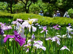 町田・薬師池公園で「しょうぶ あじさいまつり」　花ショウブ見頃に