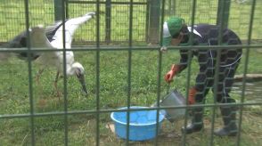 職業体験「トライやる・ウィーク」でコウノトリの飼育を体験／兵庫県
