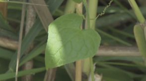 ”ハート形の葉っぱ”に注意　アレチウリ　農作物へ被害が広がるおそれも　専門家が警鐘