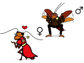 ゴキブリの求愛行動にフェロモンが果たす役割を解明 新しい駆除法に活路 福岡大など