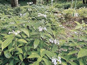 「幻のアジサイ」「七段花」見頃　射水・太閤山ランド