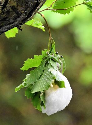 輝く命の泡　福島県川内村でモリアオガエル産卵